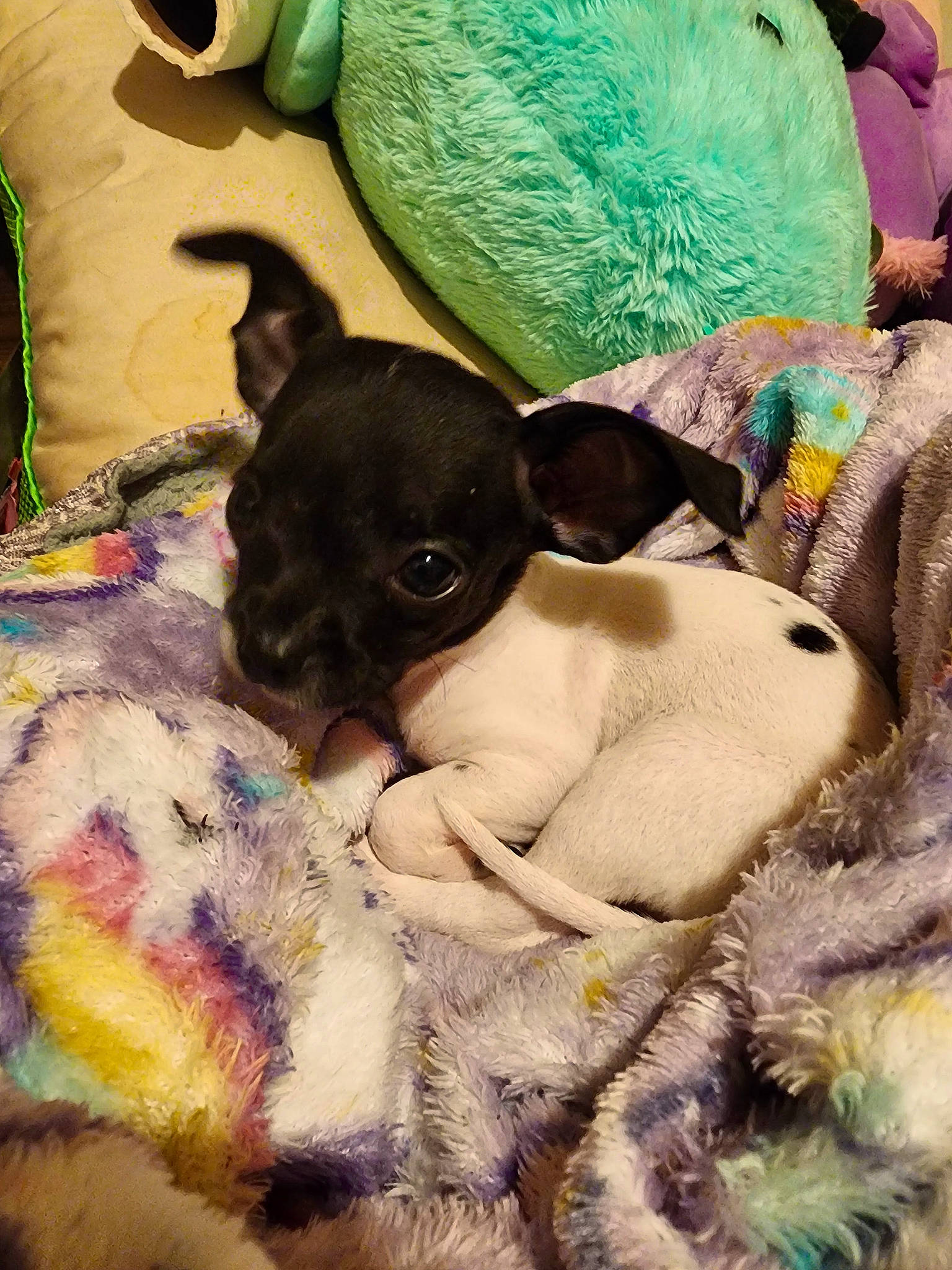 Pickles is registered to the contest to win money with this photo: canidae, carnivore, companion_dog, dog, dog_breed, ear, fawn, fur, hat, linens, nap, pattern, paw, sleep, snout, sporting_group, toy, toy_dog, umbrella, working_animal