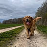 Bob participe au concours pour gagner de l'argent avec cette photo : dog, golden_retriever, pet, animal, outdoor, rural, country_road, dirt_path, field, grass, trees, forest, cloudy_sky, overcast, walking, running, happy, tongue_out, wagging_tail, nature