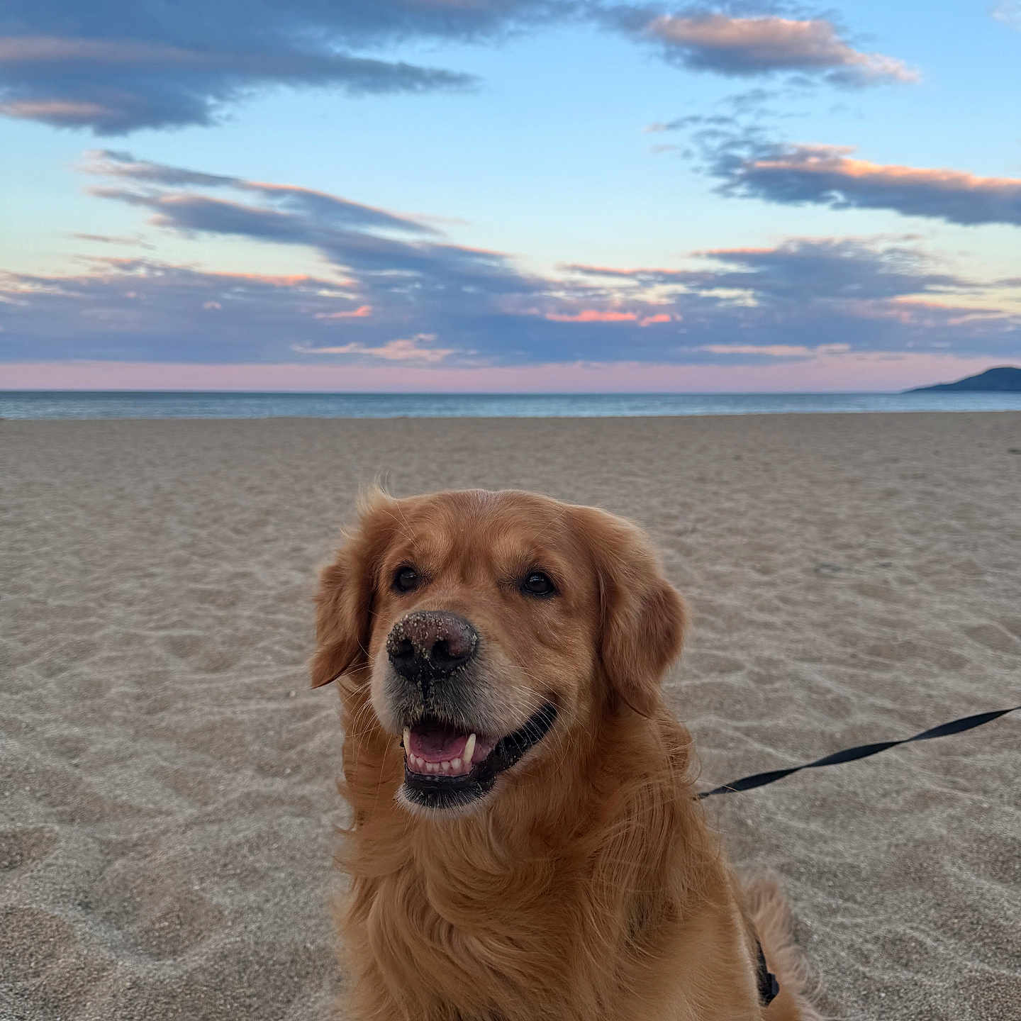 Bob a rejoint le concours — aidez-le/la à gagner de superbes lots ! dog, golden_retriever, beach, sand, ocean, seaside, sunset, clouds, sky, seascape, shoreline, portrait, sitting, smiling, happy, fur, leash, harness, outdoors, coast
