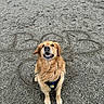 Bob a rejoint le concours — aidez-le/la à gagner de superbes lots ! dog, golden_retriever, pet, animal, canine, sitting, open_mouth, smiling, happy, fluffy, long_hair, golden_fur, harness, leash, outdoor, pavement, ground, urban, portrait, playful
