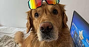 Bob participe au concours pour gagner de l'argent avec cette photo : dog, golden_retriever, pet, animal, goggles, sunglasses, rainbow, funny, portrait, close_up, indoors, bed, blanket, laptop, technology, golden_fur, floppy_ears, brown_eyes, sitting, playful