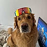 dog, golden_retriever, pet, animal, goggles, sunglasses, rainbow, funny, portrait, close_up, indoors, bed, blanket, laptop, technology, golden_fur, floppy_ears, brown_eyes, sitting, playful