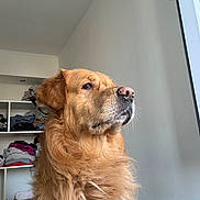 Bob a rejoint le concours — aidez-le/la à gagner de superbes lots ! dog, golden_retriever, pet, animal, portrait, close_up, fur, golden_fur, floppy_ears, nose, eyes, whiskers, indoors, bedroom, closet, clothing, window, natural_light, sitting, serious_expression