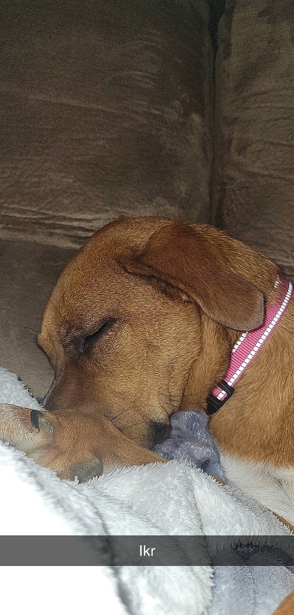 Khloe joined the competition — help win amazing prizes! bag, canidae, carnivore, collar, comfort, companion_dog, dog, dog_breed, dog_supply, fawn, fur, linens, liver, nap, pet_supply, snout, sporting_group, terrestrial_animal, whiskers, working_animal