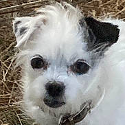 Skittles is registered to the contest to win money with this photo: dog, pet, close_up, white_fur, black_patch, collar, tag, outdoor, grass, straw, animal, face, cute, small_dog, fur, ears, eyes, nose, portrait, canine