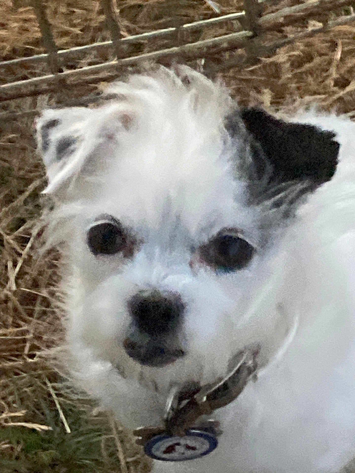 Skittles is registered to the contest to win money with this photo: dog, pet, close_up, white_fur, black_patch, collar, tag, outdoor, grass, straw, animal, face, cute, small_dog, fur, ears, eyes, nose, portrait, canine