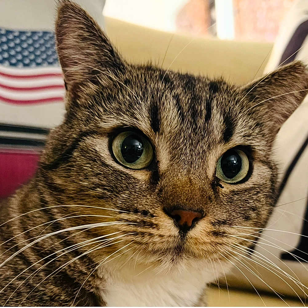 Missy joined the competition — help win amazing prizes! american_flag, animal, cat, close_up, curious, cute, domestic_animal, face, feline, focus, fur, green_eyes, household, indoor, pet, pillow, portrait, soft_background, tabby_cat, whiskers