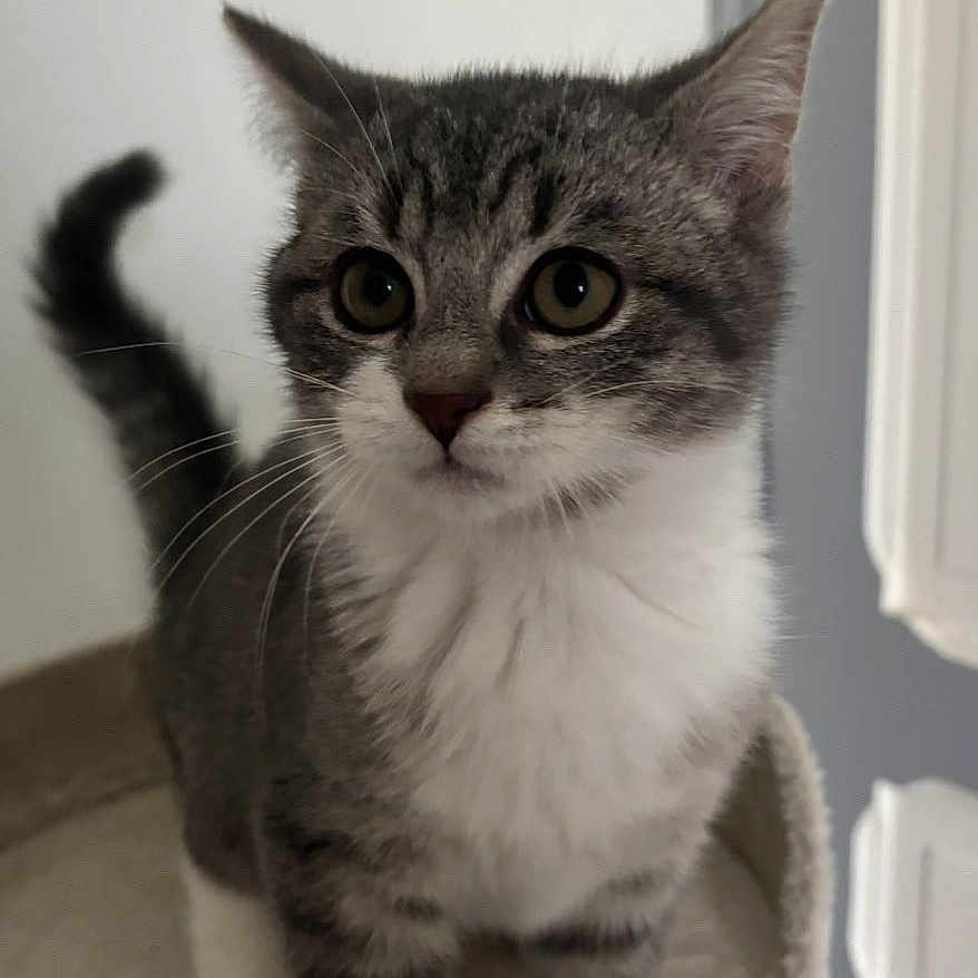 Asko a rejoint le concours — aidez-le/la à gagner de superbes lots ! kitten, cat, gray_cat, white_cat, pet, animal, indoor, curious, alert, feline, young_cat, soft_fur, whiskers, tail, standing, perch, close_up, domestic_cat, cute, playful