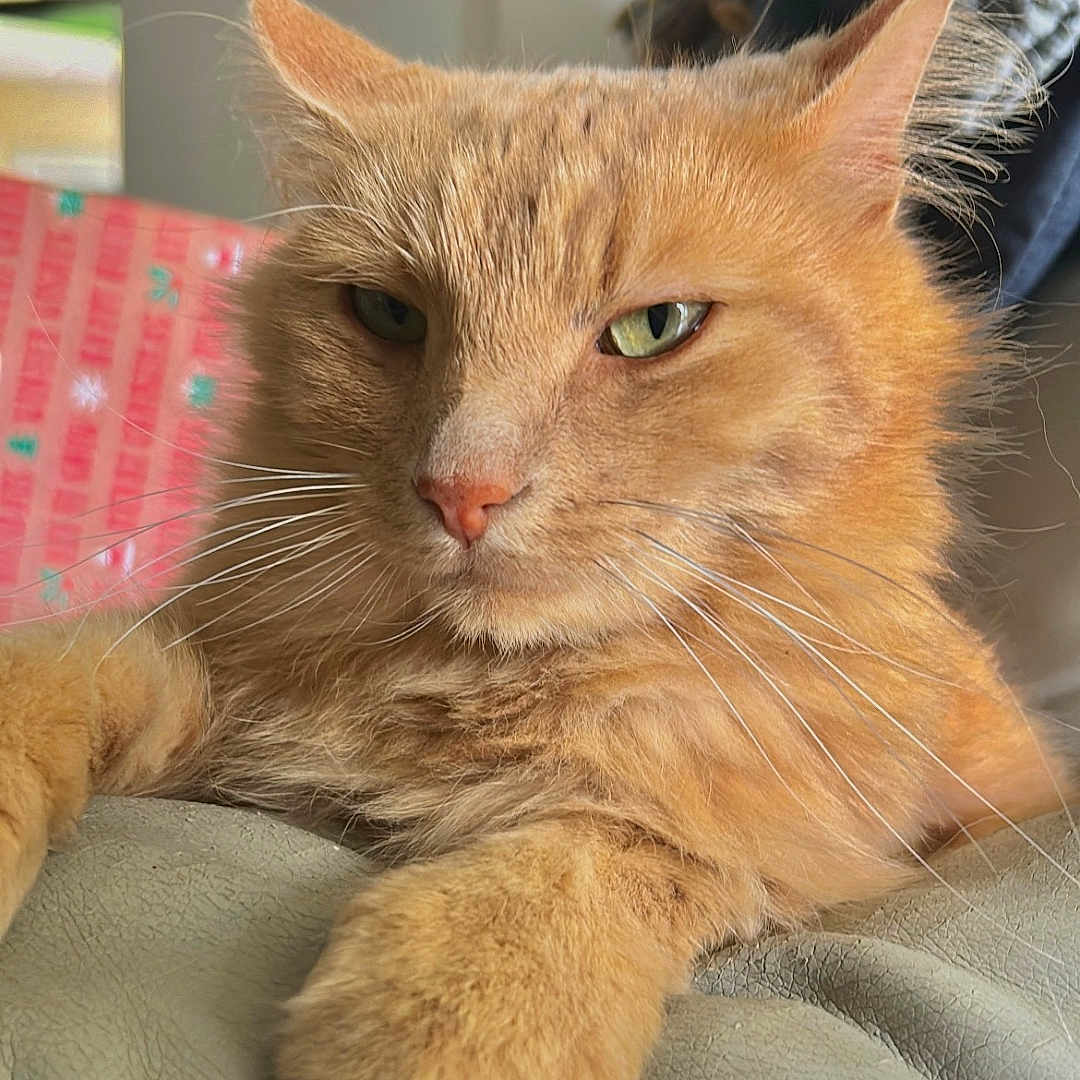 Nayan a rejoint le concours — aidez-le/la à gagner de superbes lots ! abyssinian, angora, animal, architecture, building, cat, chair, couch, cushion, furniture, homedecor, indoors, kitten, livingroom, manx, person, pet, room, sleeping, wood
