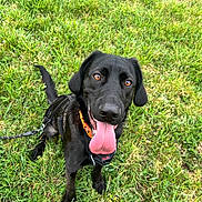 Elvis a rejoint le concours — aidez-le/la à gagner de superbes lots ! animal, black_dog, canine, cute, daylight, dog, eyes, friendly, fur, grass, happy, harness, leash, nature, outdoor, pet, playful, sitting, summer, tongue_out