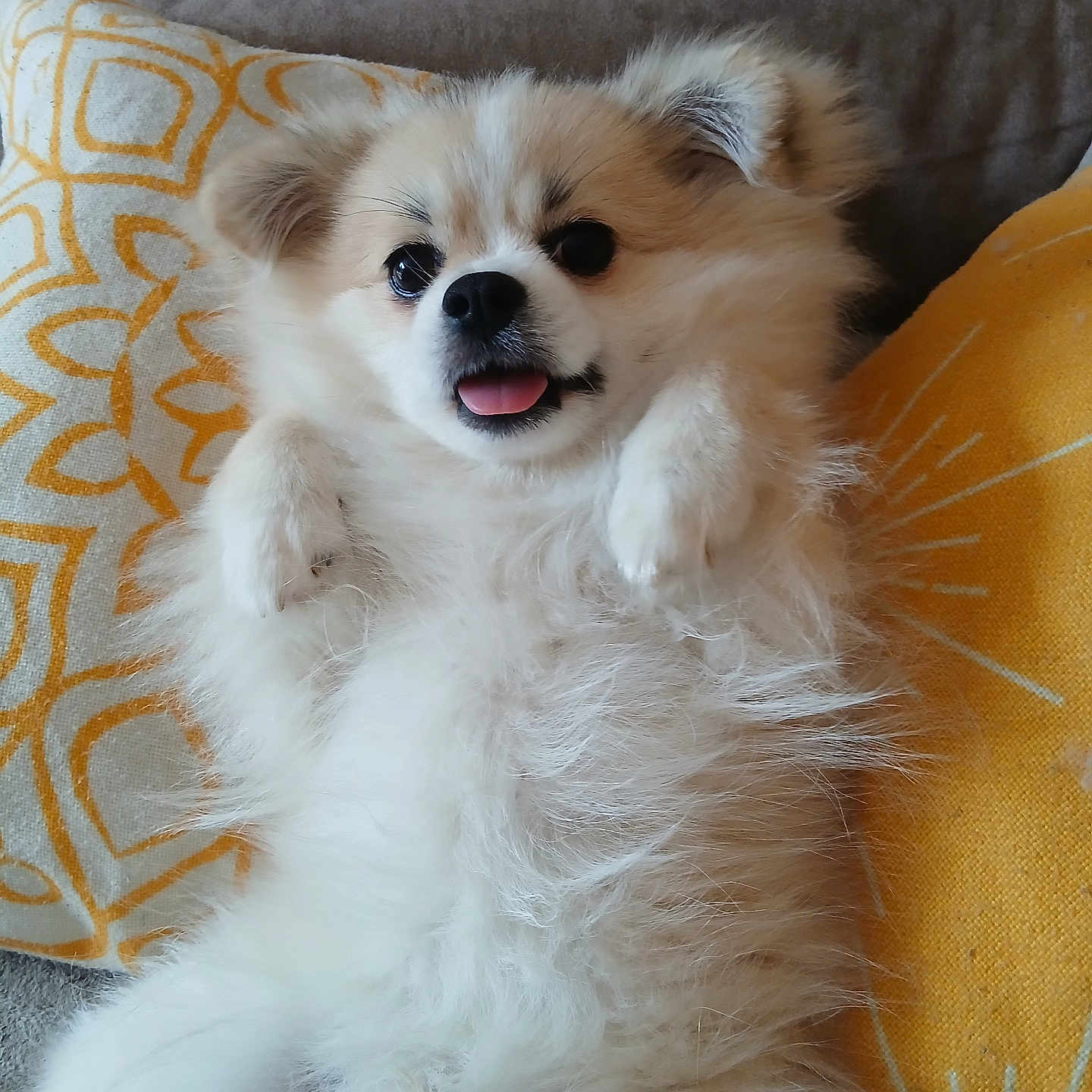 Alvin participe au concours pour gagner de l'argent avec cette photo : animal, companion, couch, cozy, cute, cute_pet, dog, domestic_animal, fluffy, fur, happy, home, indoor, lying_down, pet, pillow, playful, relaxed, small_dog, tongue_out