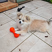 Alvin a rejoint le concours — aidez-le/la à gagner de superbes lots ! puppy, dog, toy, orange, bone_toy, patio, tile_floor, fluffy, cream_color, white_color, pet, animal, outdoor, laying_down, cute, small_dog, fur, playful, relaxed, garden