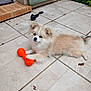 puppy, dog, toy, orange, bone_toy, patio, tile_floor, fluffy, cream_color, white_color, pet, animal, outdoor, laying_down, cute, small_dog, fur, playful, relaxed, garden