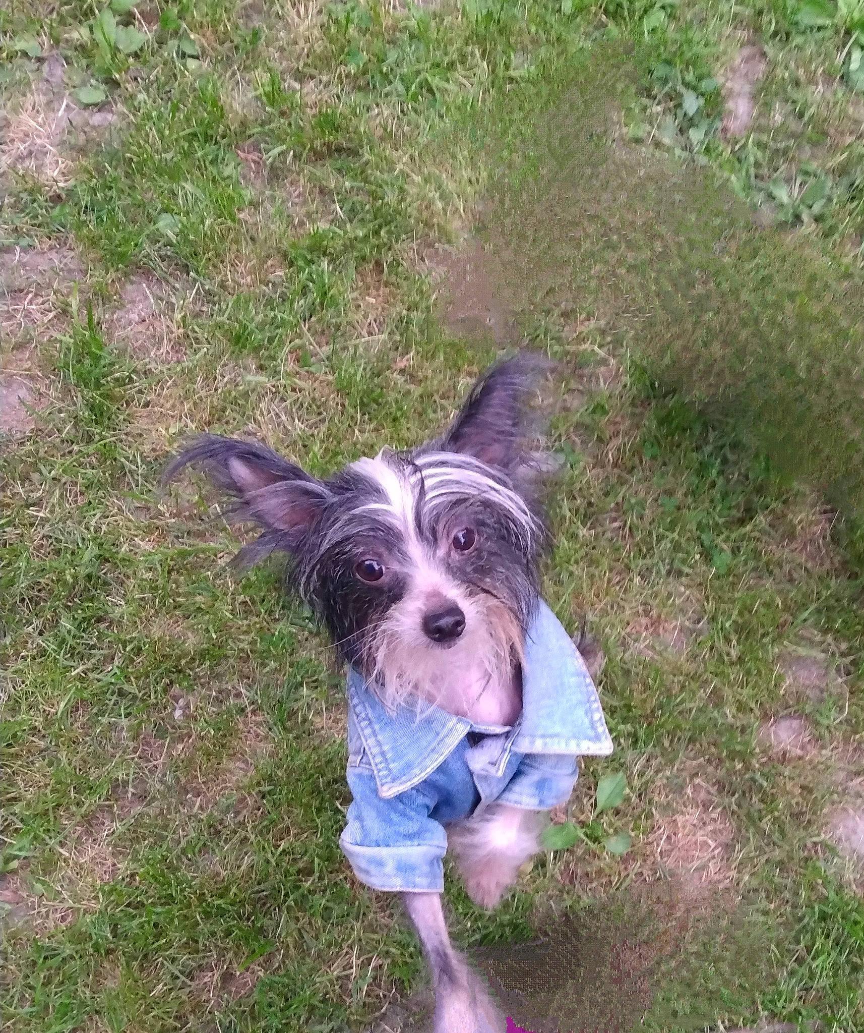 Elvira joined the competition — help win amazing prizes! canidae, carnivore, companion_dog, dog, dog_breed, dog_collar, dog_supply, grass, groundcover, non_sporting_group, snout, soil, sporting_group, working_animal