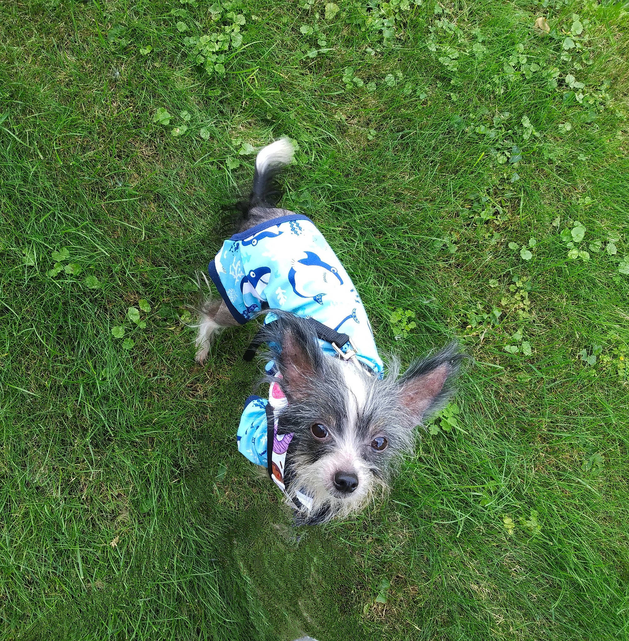 Elvira is registered to the contest to win money with this photo: canidae, carnivore, companion_dog, dog, dog_breed, dog_supply, electric_blue, grass, grass_family, grassland, groundcover, lawn, people_in_nature, plant, small_terrier, sporting_group, tail, terrier, toy_dog, working_animal