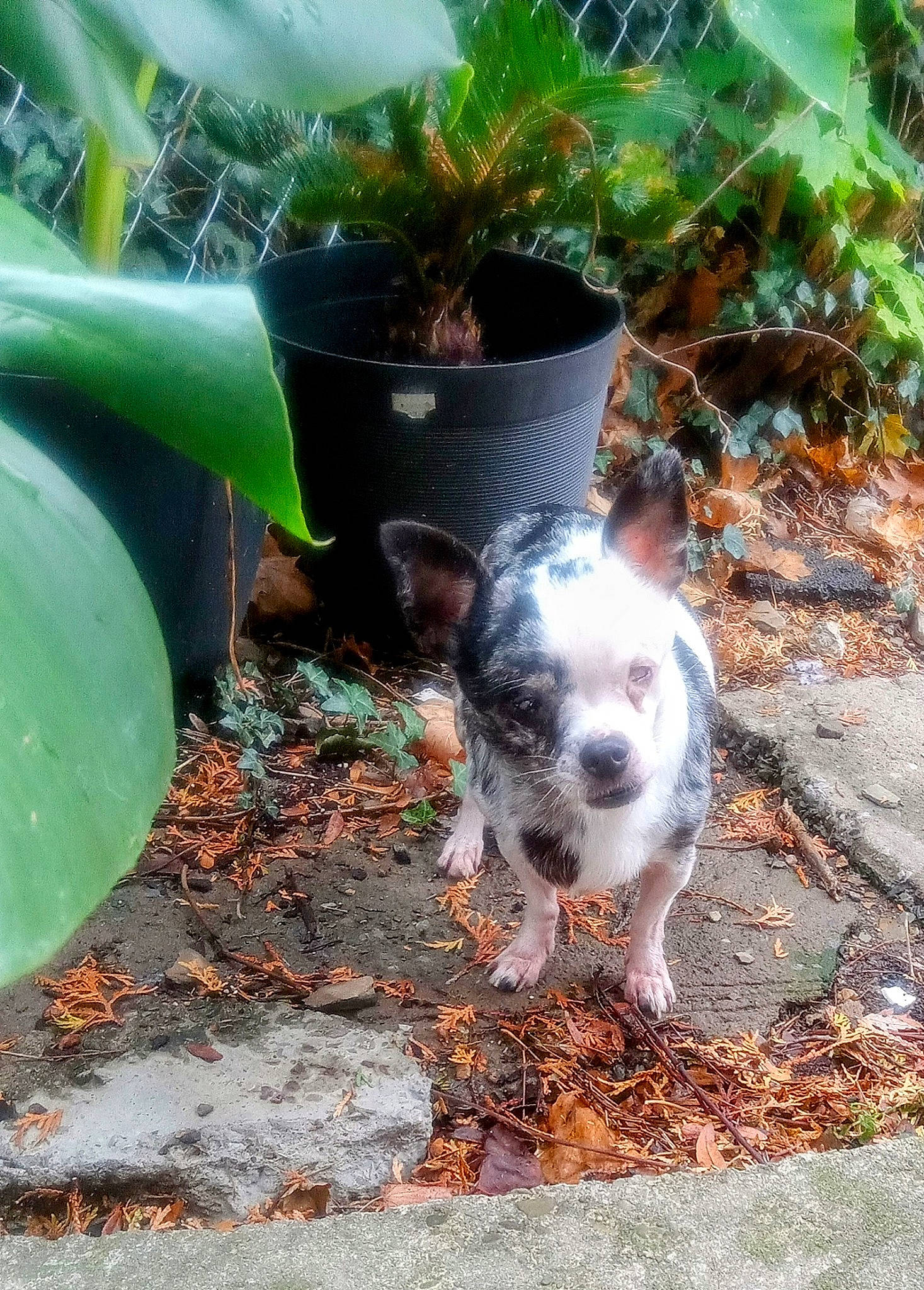 Bessie is registered to the contest to win money with this photo: canidae, carnivore, companion_dog, dog, dog_breed, fawn, flowerpot, grass, houseplant, non_sporting_group, plant, puppy, snout, soil, sporting_group, tail, terrestrial_plant, terrier, toy_dog, whiskers