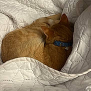 Maverick is registered to the contest to win money with this photo: cat, orange_cat, sleeping, curled_up, quilt, white_quilt, blanket, pet, collar, cozy, indoor, fur, resting, cute, animal, domestic_cat, feline, soft_texture, warm, comfortable