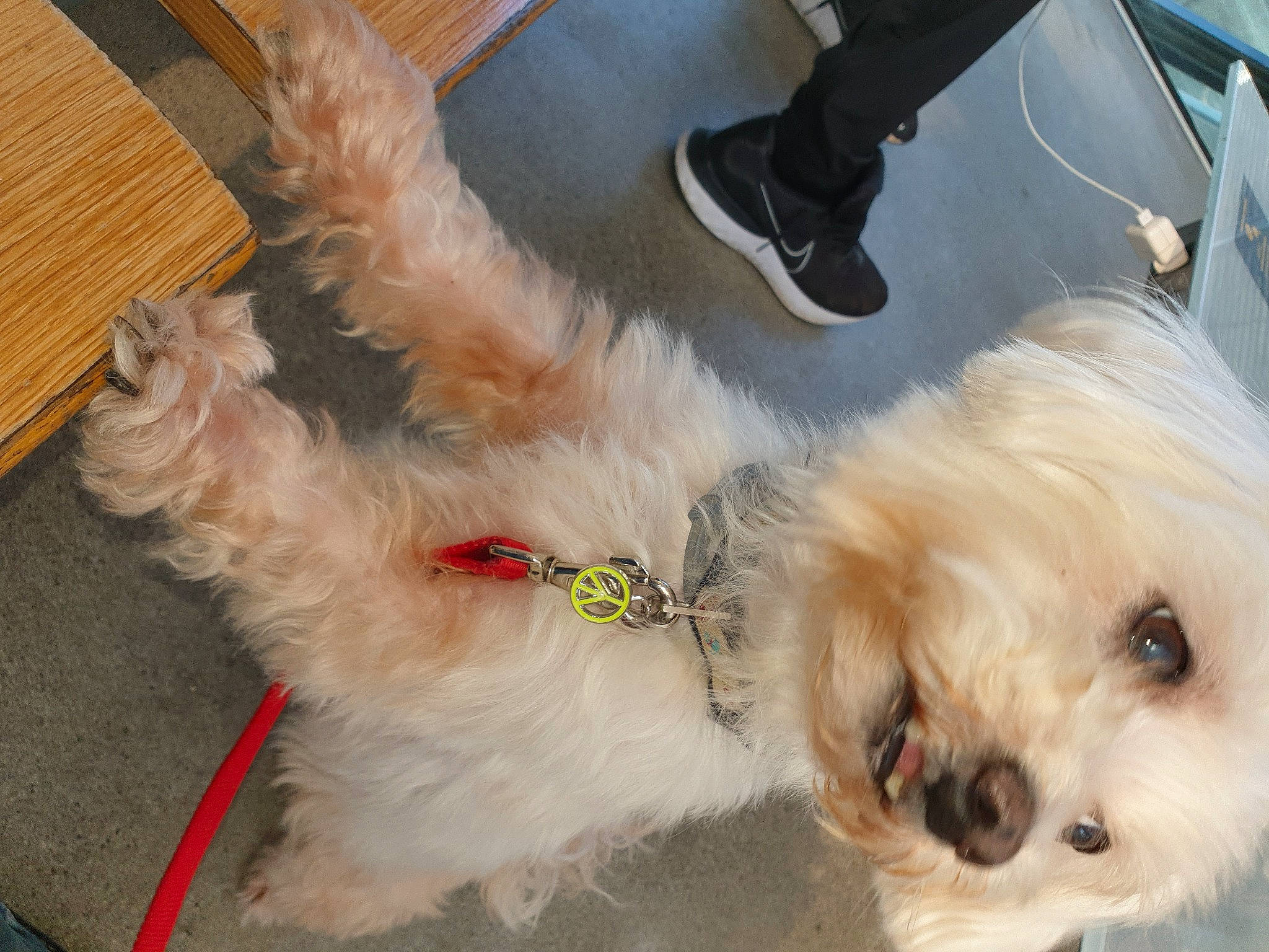 Chipie participe au concours pour gagner de l'argent avec cette photo : canidae, carnivore, companion_dog, dog, dog_breed, dog_collar, dog_supply, fawn, fur, human_leg, maltepoo, shih_poo, small_terrier, snout, sporting_group, terrier, toy_dog, whiskers, wood, yorkipoo