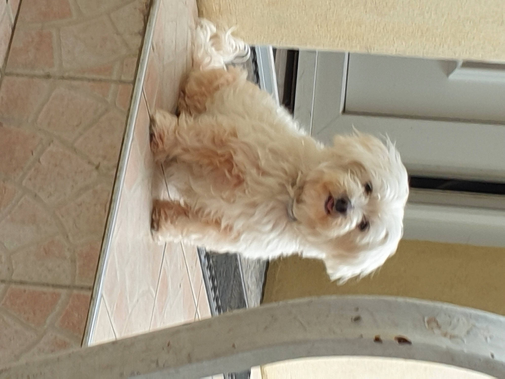 Chipie