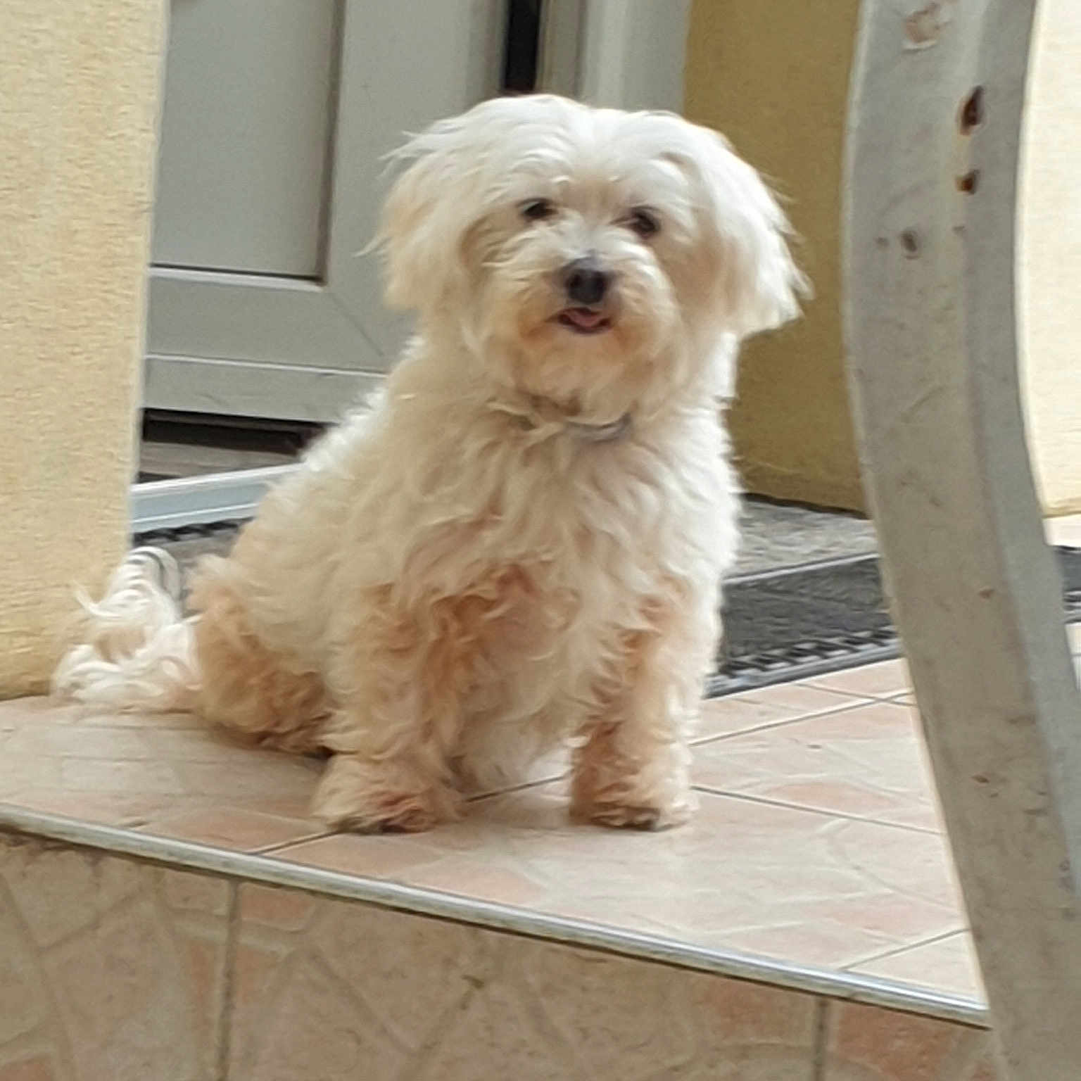 Chipie