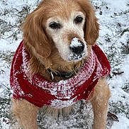 Willow joined the competition — help win amazing prizes! dog, golden_retriever, snow, red_sweater, outdoor, pet, canine, winter, animal, fur, cute, sitting, cold, grass, portrait, muzzle, ears, nose, paw, nature