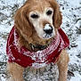 dog, golden_retriever, snow, red_sweater, outdoor, pet, canine, winter, animal, fur, cute, sitting, cold, grass, portrait, muzzle, ears, nose, paw, nature