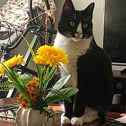 Korin is registered to the contest to win money with this photo: cat, tuxedo_cat, pet, indoor, living_room, vase, flowers, yellow_flowers, coffee_table, television, tv_stand, exercise_bike, fan, reflection, whiskers, sitting, paws, furniture, household_items, decor