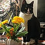 cat, tuxedo_cat, pet, indoor, living_room, vase, flowers, yellow_flowers, coffee_table, television, tv_stand, exercise_bike, fan, reflection, whiskers, sitting, paws, furniture, household_items, decor