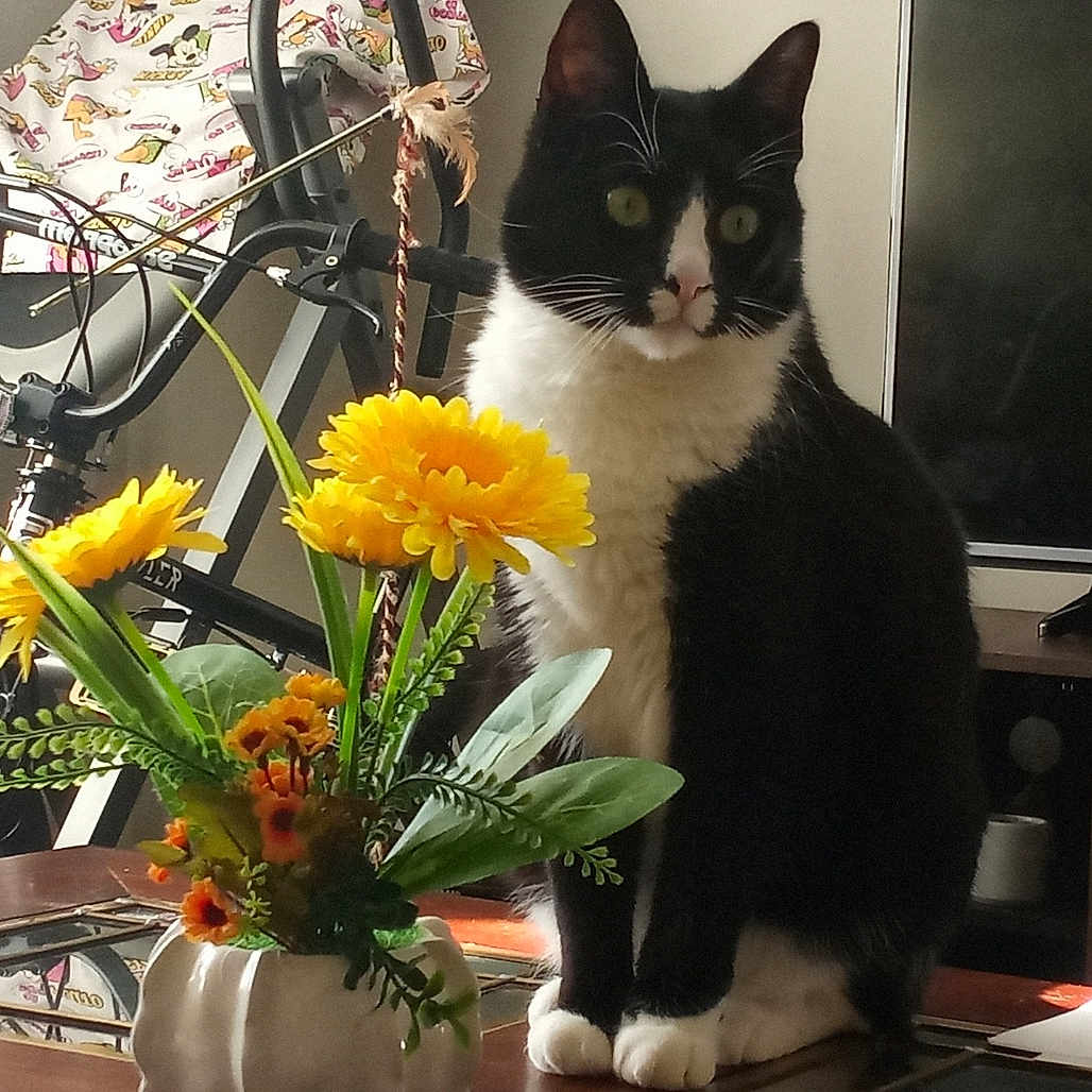 Korin is registered to the contest to win money with this photo: cat, coffee_table, decor, exercise_bike, fan, flowers, furniture, household_items, indoor, living_room, paws, pet, reflection, sitting, television, tuxedo_cat, tv_stand, vase, whiskers, yellow_flowers