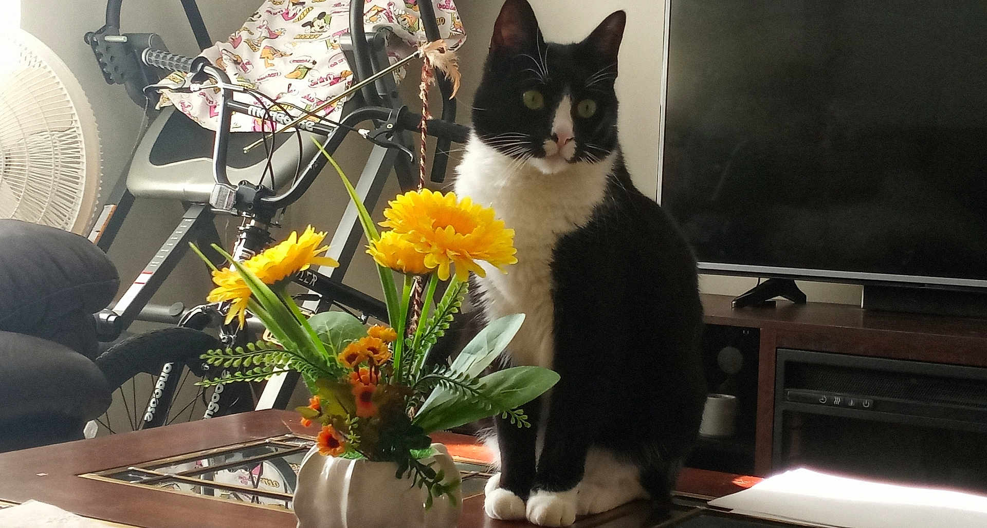 Korin is registered to the contest to win money with this photo: cat, tuxedo_cat, pet, indoor, living_room, vase, flowers, yellow_flowers, coffee_table, television, tv_stand, exercise_bike, fan, reflection, whiskers, sitting, paws, furniture, household_items, decor