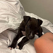 Marley joined the competition — help win amazing prizes! puppy, dog, bed, white_bedspread, black_puppy, paw, indoor, cute, pet, looking_up, young_dog, leg, resting, cozy, domestic_animal, animal, fur, ears, nose, whiskers