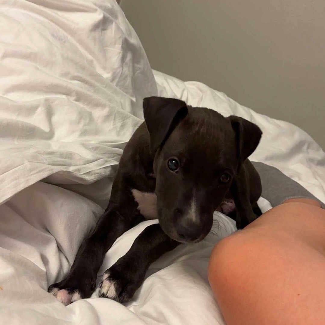 Marley joined the competition — help win amazing prizes! animal, bed, black_puppy, cozy, cute, dog, domestic_animal, ears, fur, indoor, leg, looking_up, nose, paw, pet, puppy, resting, whiskers, white_bedspread, young_dog