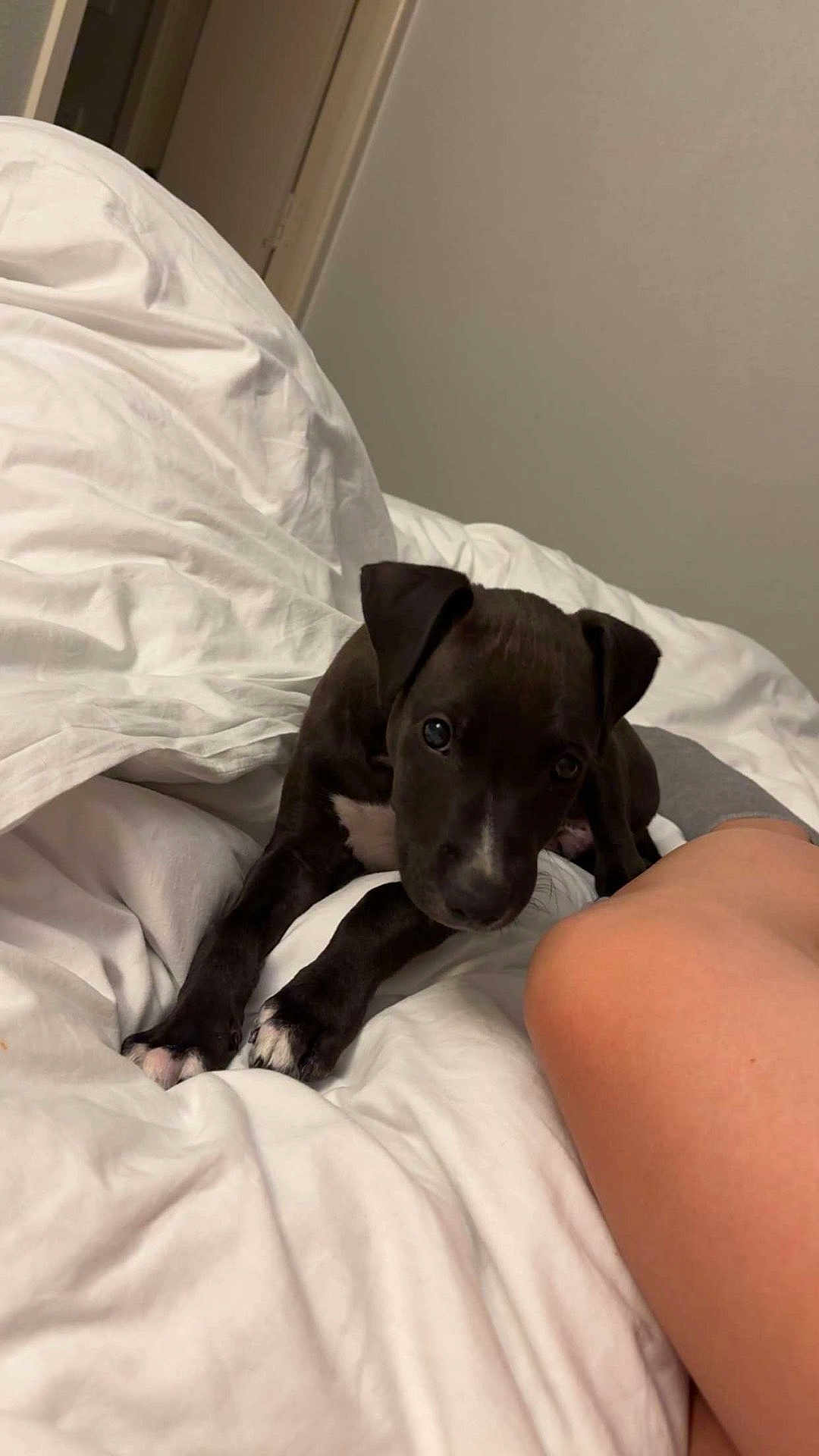 Marley joined the competition — help win amazing prizes! puppy, dog, bed, white_bedspread, black_puppy, paw, indoor, cute, pet, looking_up, young_dog, leg, resting, cozy, domestic_animal, animal, fur, ears, nose, whiskers