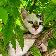 Rebelle participe au concours pour gagner de l'argent avec cette photo : animal, branch, camouflage, cat, closeup, curious, cute, exploring, feline, greenery, leaves, nature, outdoor, paw, pet, playful, resting, tree, whiskers, wild
