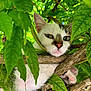 animal, branch, camouflage, cat, closeup, curious, cute, exploring, feline, greenery, leaves, nature, outdoor, paw, pet, playful, resting, tree, whiskers, wild