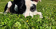 Kaya a rejoint le concours — aidez-le/la à gagner de superbes lots ! puppy, dog, black_and_white, grass, greenery, outdoor, nature, blue_sky, trees, young_dog, animal, pet, cute, playful, close_up, lying_down, sunny, daytime, field, background_blur