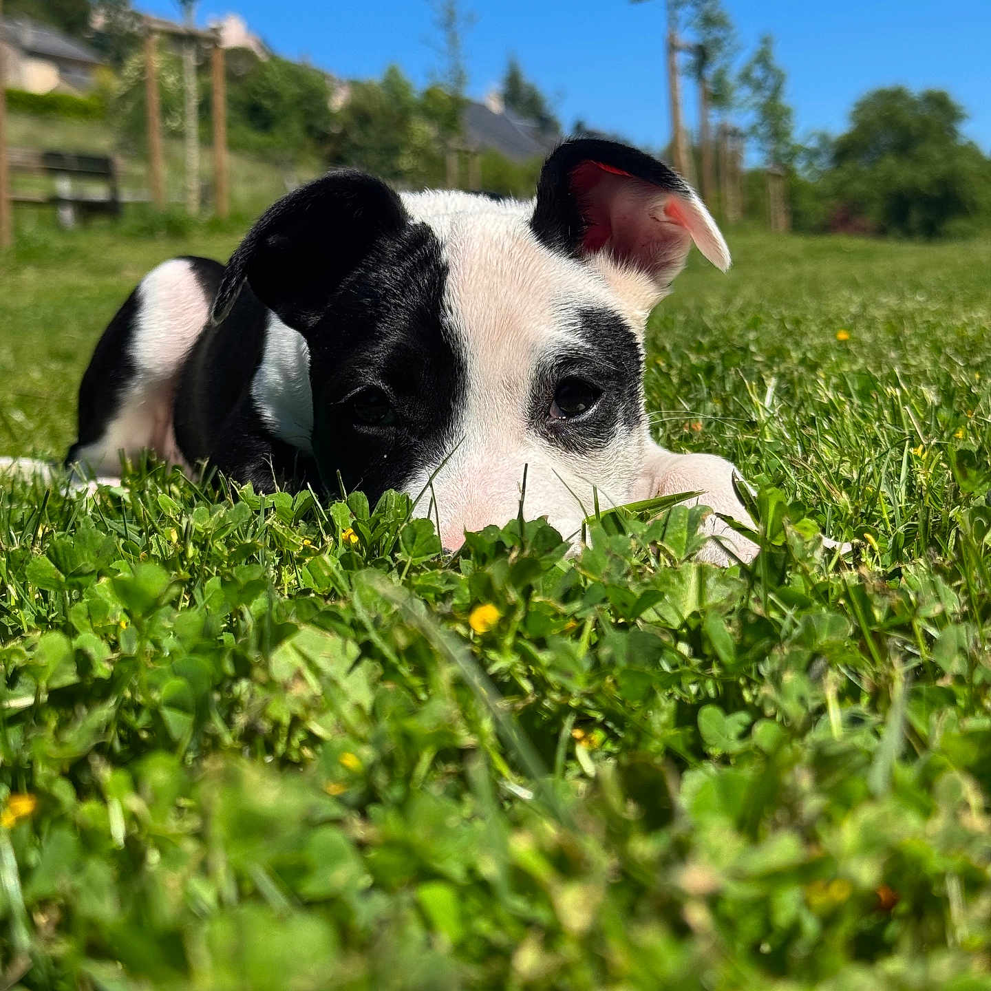Kaya a rejoint le concours — aidez-le/la à gagner de superbes lots ! puppy, dog, black_and_white, grass, greenery, outdoor, nature, blue_sky, trees, young_dog, animal, pet, cute, playful, close_up, lying_down, sunny, daytime, field, background_blur