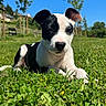 Kaya participe au concours pour gagner de l'argent avec cette photo : puppy, dog, grass, outdoor, sunny, greenery, blue_sky, tree, bench, park, animal, cute, pet, nature, daylight, young_dog, lying_down, black_and_white, fur, closeup