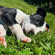 Kaya participe au concours pour gagner de l'argent avec cette photo : puppy, dog, grass, outdoor, sunlight, nature, black_and_white, pet, relaxed, lying_down, close_up, greenery, summer, animal, cute, young, peaceful, daylight, field, mammal