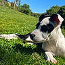 Kaya participe au concours pour gagner de l'argent avec cette photo : puppy, dog, grass, outdoor, sunlight, blue_sky, greenery, nature, young_dog, pet, animal, canine, relaxing, summer, daytime, ears, nose, paw, side_view, portrait