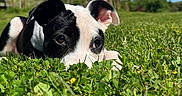 Kaya participe au concours pour gagner de l'argent avec cette photo : animal, black_and_white, blue_sky, close_up, cute, daytime, dog, field, grass, greenery, lying_down, nature, outdoor, pet, playful, puppy, summer, sunlight, trees, young_dog