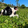 puppy, dog, grass, greenery, outdoor, blue_sky, nature, young_dog, black_and_white, close_up, animal, pet, lying_down, sunlight, trees, field, cute, playful, summer, daytime