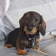 Bart participe au concours pour gagner de l'argent avec cette photo : dog, puppy, long_ears, floppy_ears, brown_coat, black_and_tan, pet, animal, sitting, couch, sofa, striped_fabric, blanket, indoor, home, collar, tag, cute, portrait, central_subject