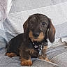 dog, puppy, long_ears, floppy_ears, brown_coat, black_and_tan, pet, animal, sitting, couch, sofa, striped_fabric, blanket, indoor, home, collar, tag, cute, portrait, central_subject