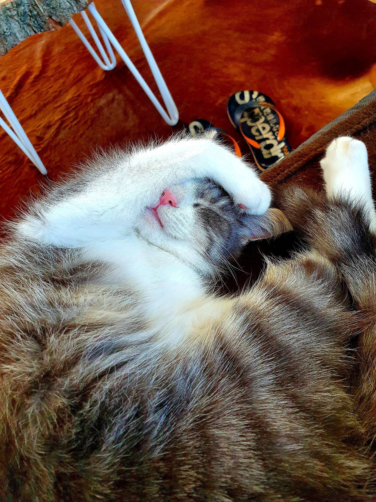 Chicha a rejoint le concours — aidez-le/la à gagner de superbes lots ! carnivore, cat, chopsticks, domestic_short_haired_cat, fawn, felidae, fur, fur_clothing, kitchen_utensil, paw, small_to_medium_sized_cats, snout, tail, whiskers, wood, wool