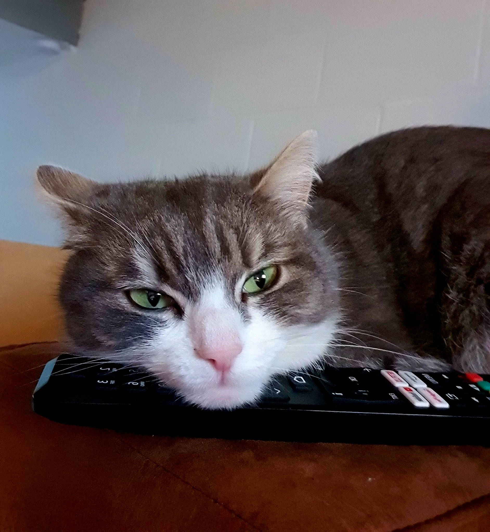 Chicha participe au concours pour gagner de l'argent avec cette photo : box, cardboard, carnivore, cat, comfort, domestic_short_haired_cat, eye, felidae, foot, fur, grey, paw, photo_caption, sitting, small_to_medium_sized_cats, snout, tail, whiskers, window, wood
