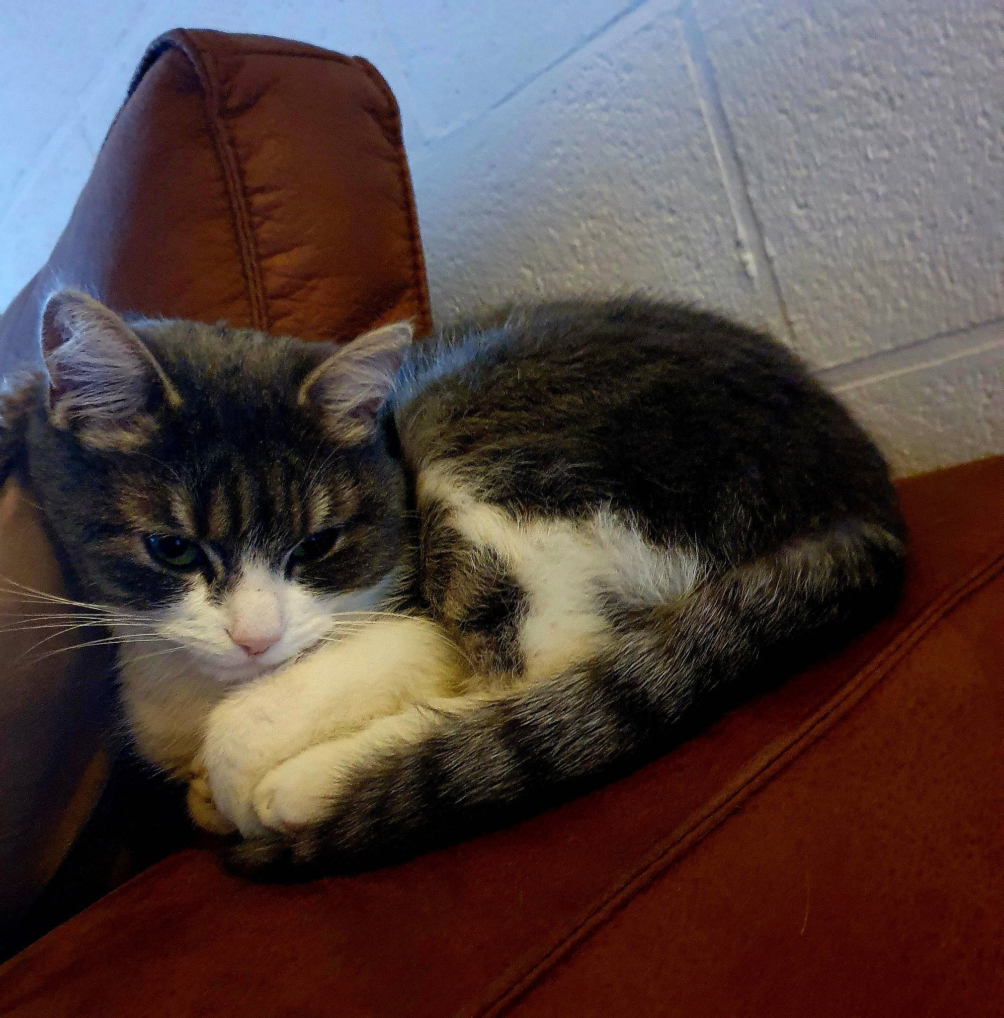 Chicha participe au concours pour gagner de l'argent avec cette photo : carnivore, cat, cat_supply, claw, comfort, couch, domestic_short_haired_cat, eye, felidae, fur, hardwood, lap, nap, paw, sleep, small_to_medium_sized_cats, snout, tail, whiskers, wood