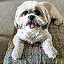animal, bench, carpet, companion, cute, dog, domestic_animal, fluffy, friendly, fur, happy, indoor, paw, pet, portrait, relaxed, small_dog, tongue_out, white_fur, woven_bench