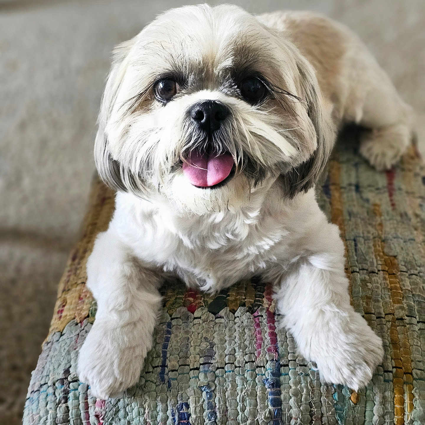 Yoli joined the competition — help win amazing prizes! animal, bench, carpet, companion, cute, dog, domestic_animal, fluffy, friendly, fur, happy, indoor, paw, pet, portrait, relaxed, small_dog, tongue_out, white_fur, woven_bench