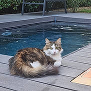 Amy participe au concours pour gagner de l'argent avec cette photo : animal, brown, calm, cat, cute, daytime, deck, eyes, fluffy, fur, greenery, lounge_chair, nature, outdoor, pet, pool, relaxed, resting, tabby, white